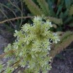 Petrosedum sediformeFlor