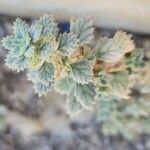 Forsskaolea tenacissima Leaf