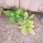 Catharanthus roseusLeaf