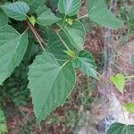 Ampelopsis cordata Leaf