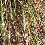 Festuca gamisansii Blatt