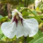 Impatiens tinctoria Žiedas