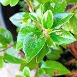 Cotoneaster simonsii Φύλλο