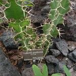 Euphorbia grandicornis Other