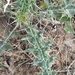 Echinops echinatus Hoja