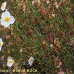 Helianthemum neopiliferum Habit