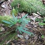 Hibiscus boryanus Habitatea