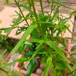 Epilobium parviflorumBlad