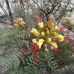 Caesalpinia gilliesii Folha