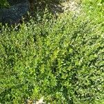 Salix caesia Mosusu