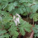 Dicentra canadensis Habit
