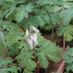 Dicentra canadensis 整株植物