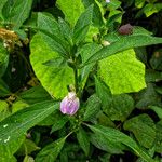 Justicia striata Hábito