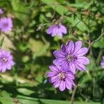 Geranium pyrenaicumFlower