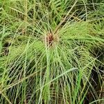 Cyperus papyrus Lehti