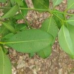 Garcinia gardneriana Leaf