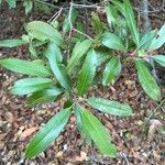 Photinia arbutifolia Leaf