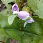 Galearis spectabilis Blomst