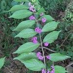 Callicarpa americanaFolla