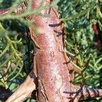 Cupressus gigantea Bark