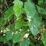 Begonia obliqua Folla