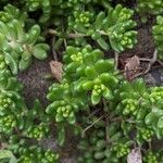 Sedum album Blatt