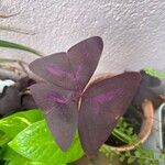 Oxalis triangularis Blatt