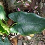 Alocasia macrorrhizos Leaf