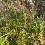 Ribes nigrum Hábito