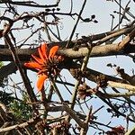 Erythrina lysistemon 花