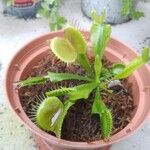 Dionaea muscipulaЛисток