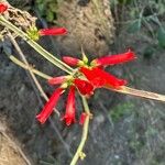 Russelia coccinea Flower