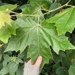 Platanus occidentalisBlad