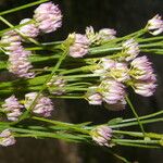 Polygala longicaulis Kvet