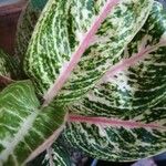 Aglaonema commutatum Leaf