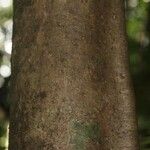 Swartzia canescens 樹皮