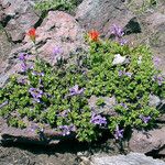 Penstemon davidsonii Costuma