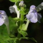 Scutellaria ovata Flower