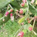 Opuntia cochenillifera花