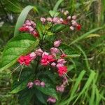 Clerodendrum umbellatum Flower