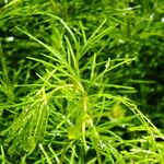 Coreopsis verticillata Feuille