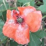 Papaver rhoeas Flower
