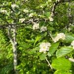 Crataegus punctata Leaf