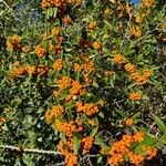 Pyracantha angustifolia Fruit