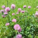 Trifolium pratenseFlor