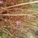 Canscora diffusa Flor