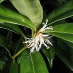 Sarcococca hookeriana Flower