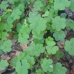 Oxalis stricta Fuelha