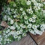 Lobularia maritima Virág