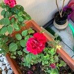Rosa gallica Floare
